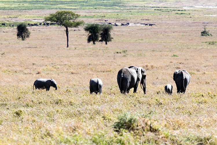 TZA SHI SerengetiNP 2016DEC25 LakeMagadi 034